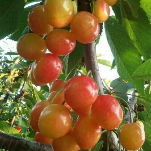 平度市黄蜜樱桃苗 最甜的樱桃品种