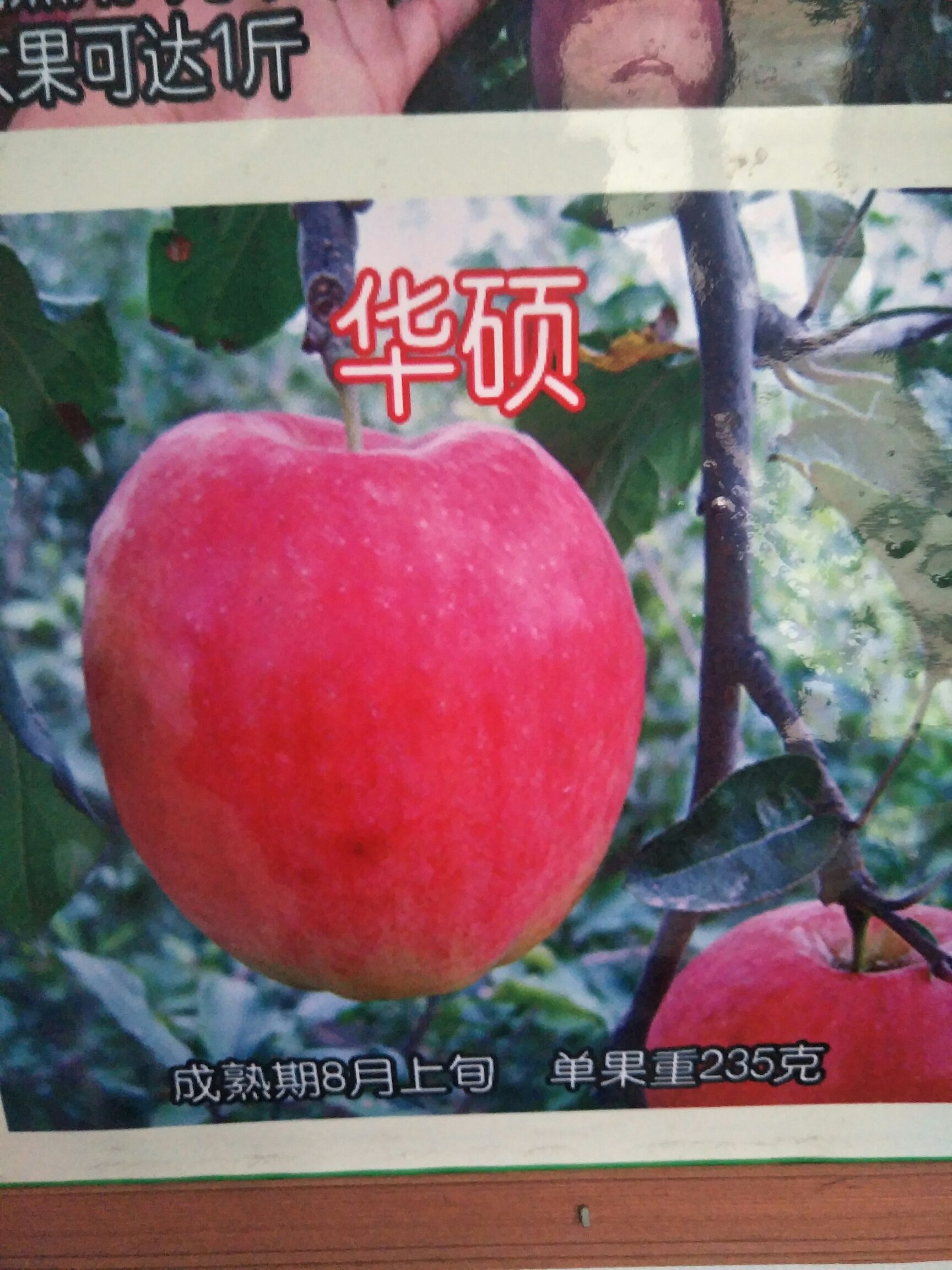 红将军苹果苗 1~1.5米 苹果树苗