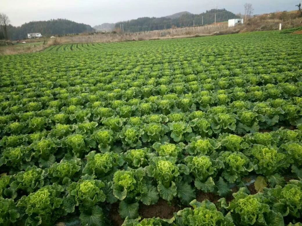 青麻叶大白菜 3~6斤 毛菜