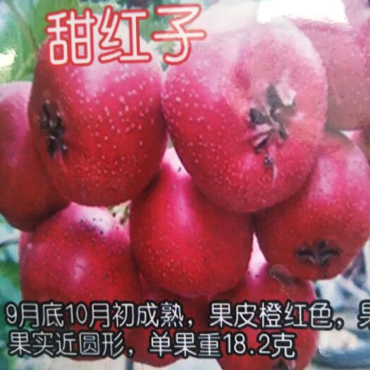 泰安 优质甜山楂树苗