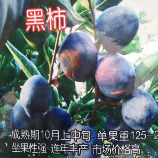 泰安黑柿苗 