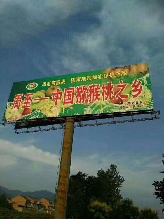 金福猕猴桃苗 嫁接苗 