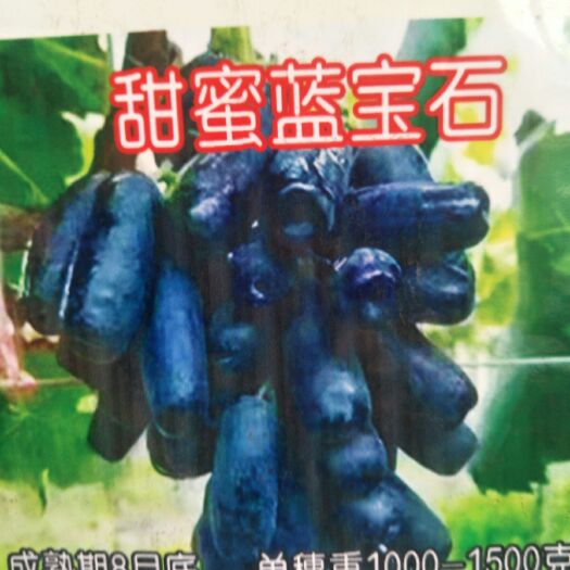 泰安蓝宝石葡萄苗 