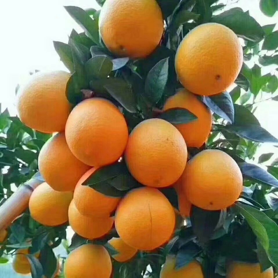 江西特产 55 - 60mm 4-8两 