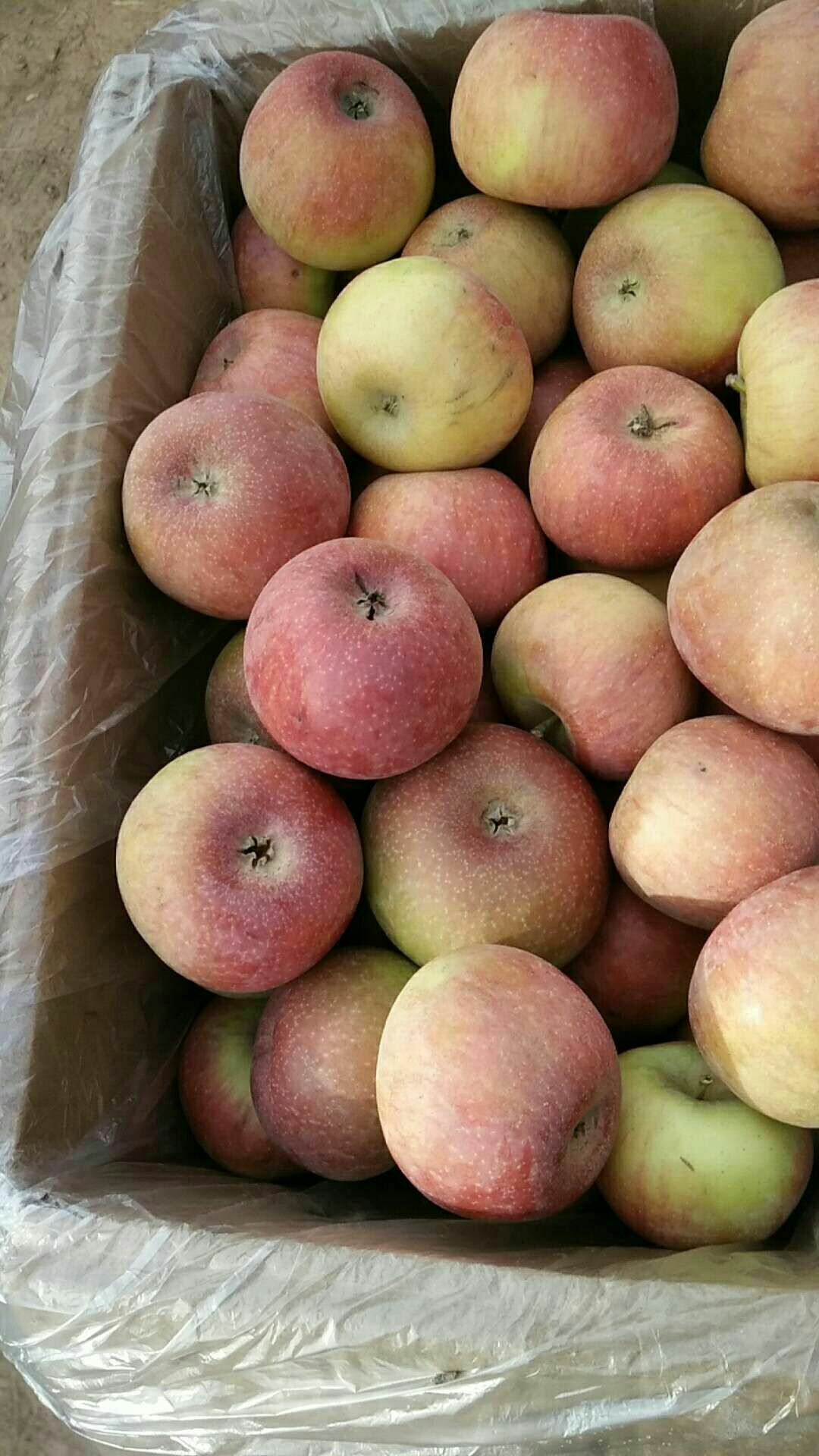 [国光苹果批发]小国光苹果 70mm以上 条红 光果 价格2元/斤 