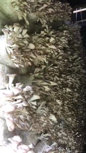 南靖县秀珍菇 4cm~6cm 