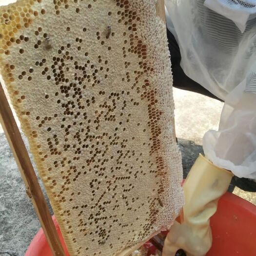 漳平市土蜂蜜 塑料瓶装 2年  