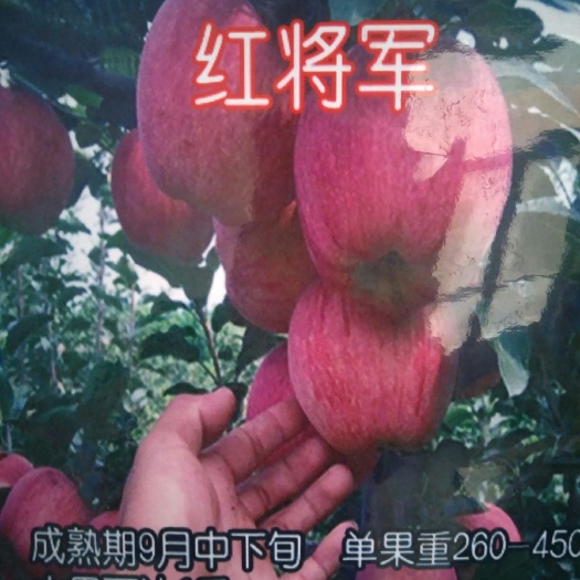 泰安红将军苹果苗 1~1.5米 苹果树苗