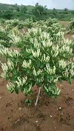 北花一号金银花苗  北花一号金银花，两年苗，基地直供，包回收，包技术，看货有保障