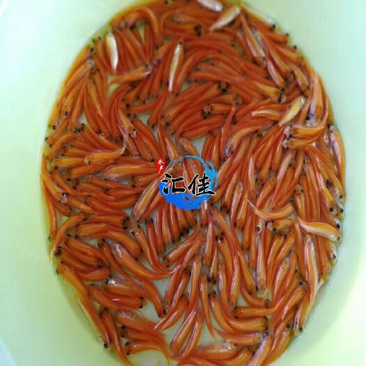 广州金草鱼苗 