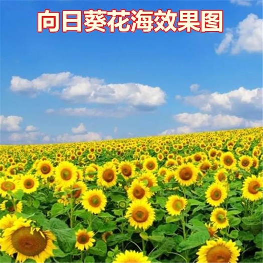 嘉祥县向日葵种子 常规种（原种） ≥97% 