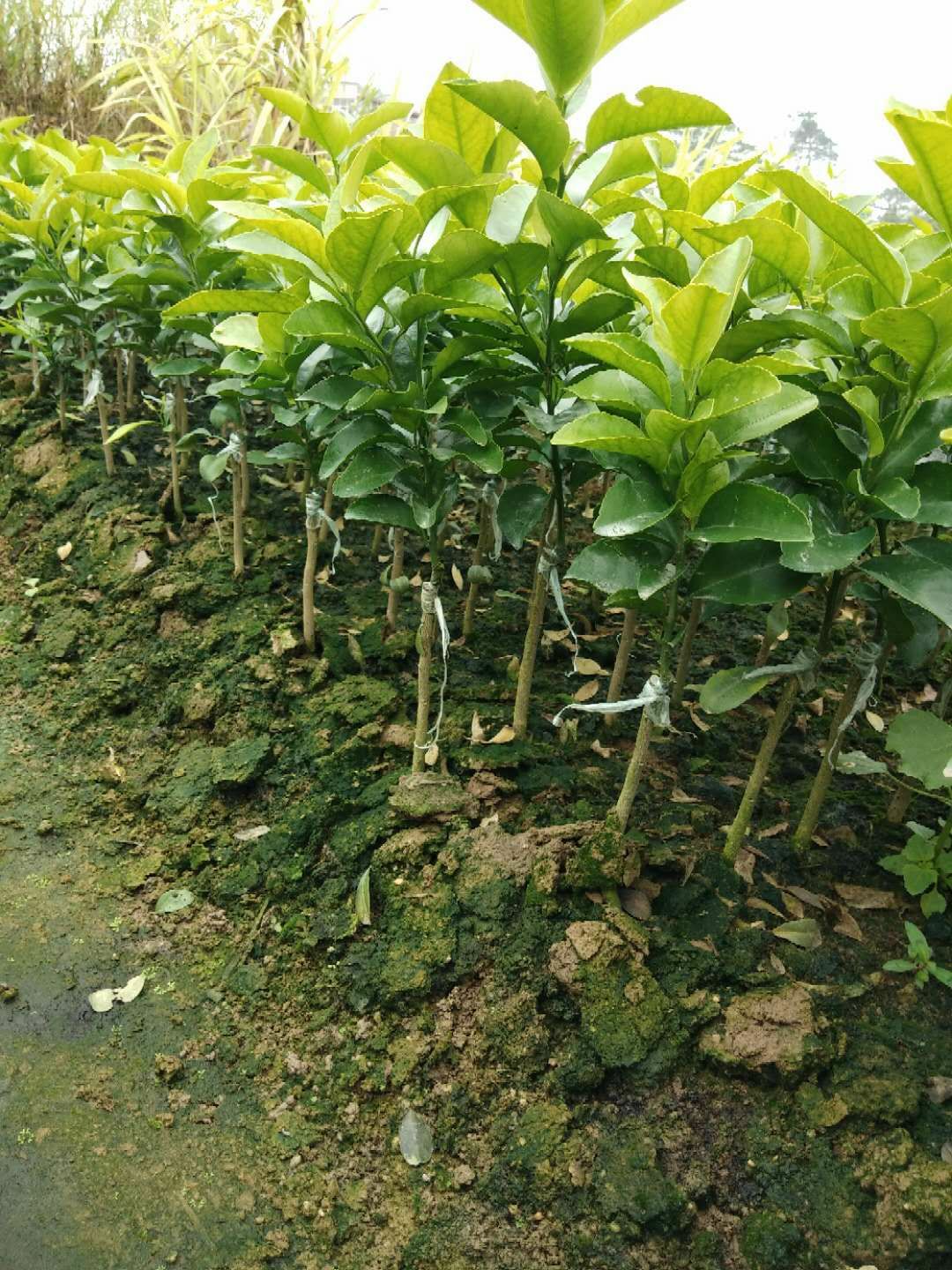 砂糖橘苗  0.2~0.35米 嫁接苗 