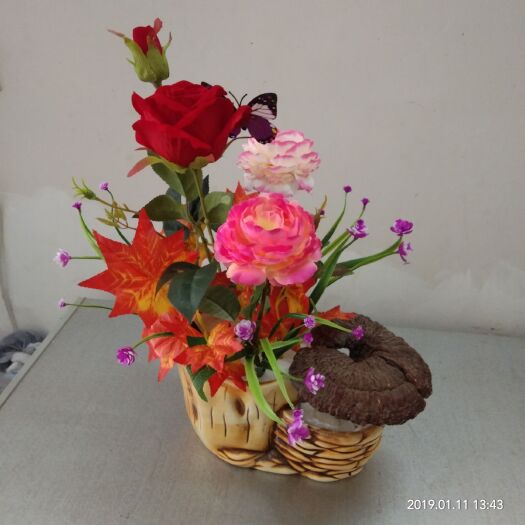 观赏灵芝