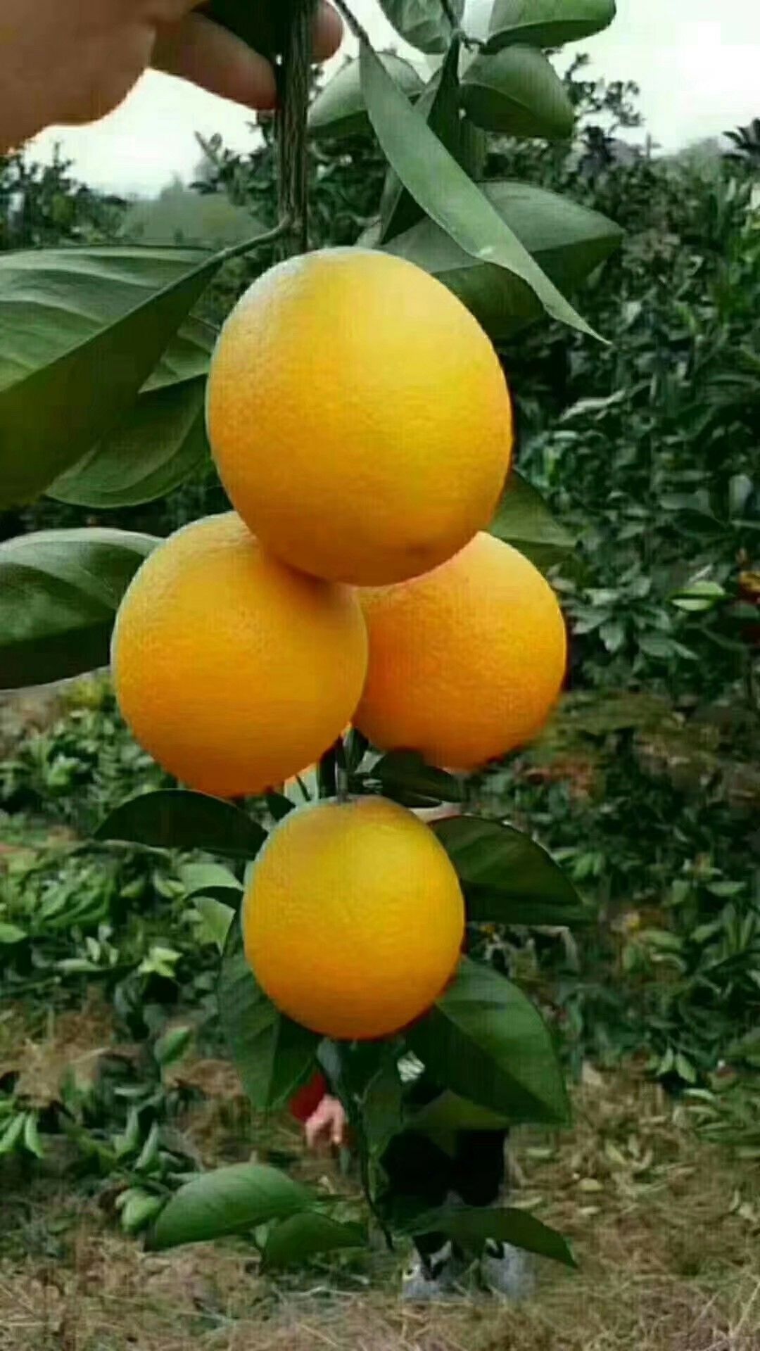 江西特产 55 - 60mm 4-8两 