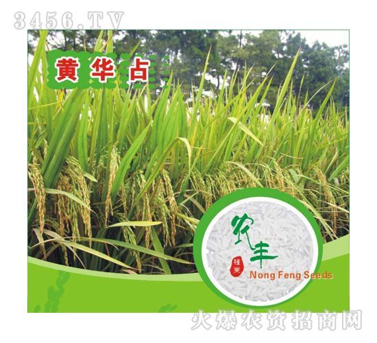 黄华占米 一等品 中稻 籼米 