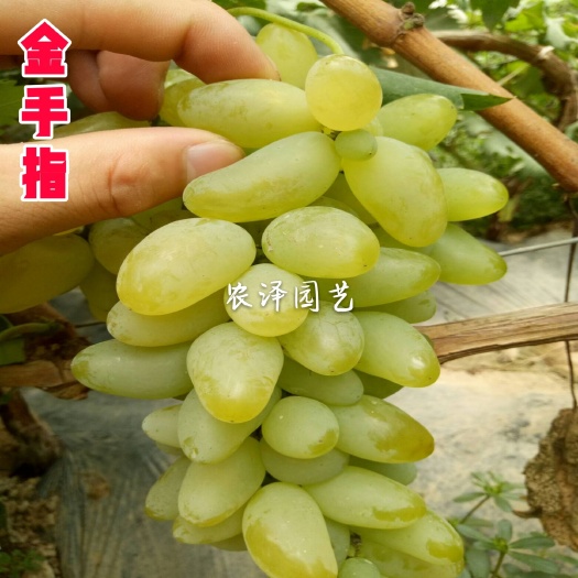 平度市高糖金手指葡萄苗早熟葡萄苗大棚葡萄苗批发基地保证纯度和成活率