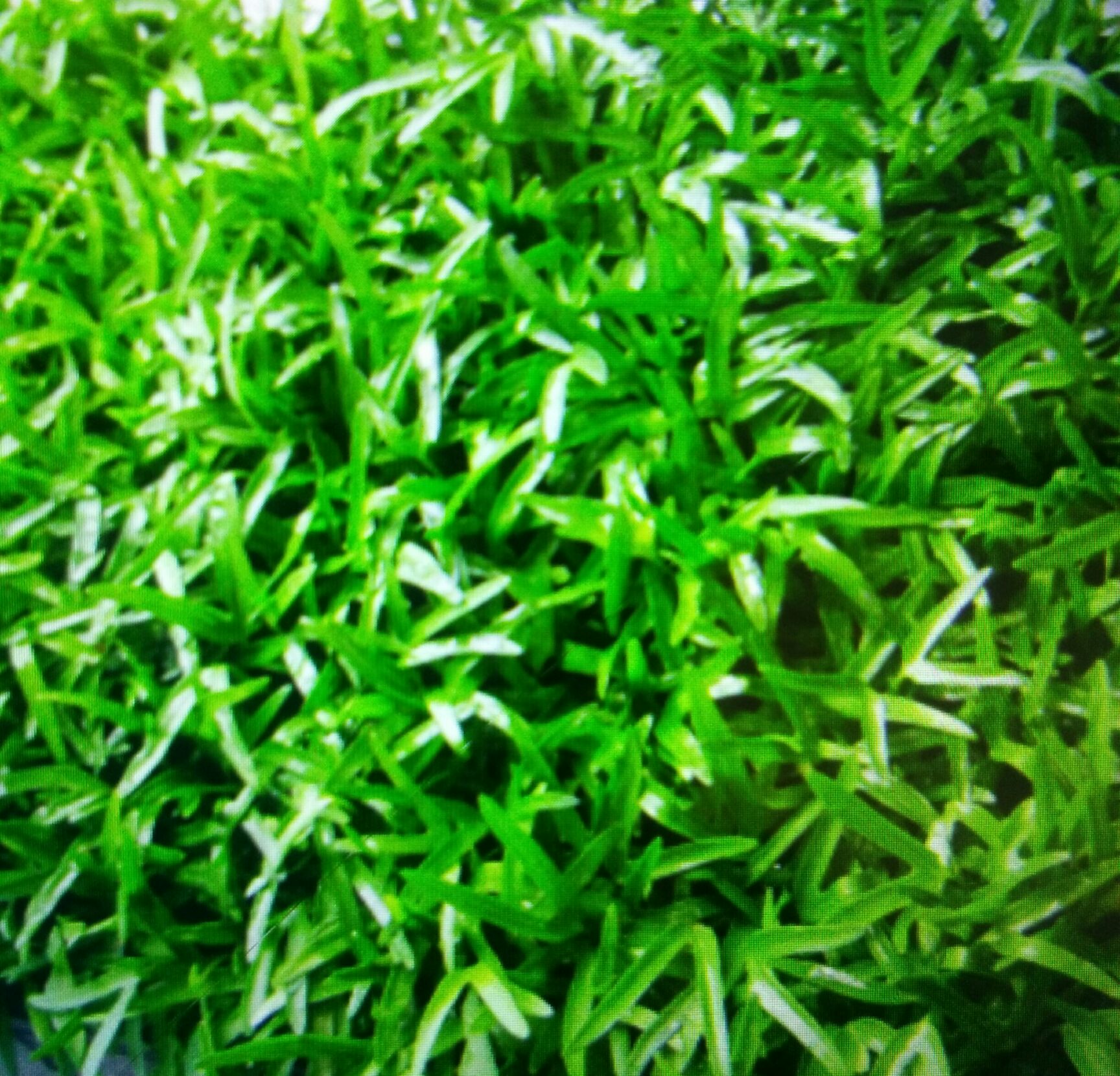 油葵芽 盒装 温室 