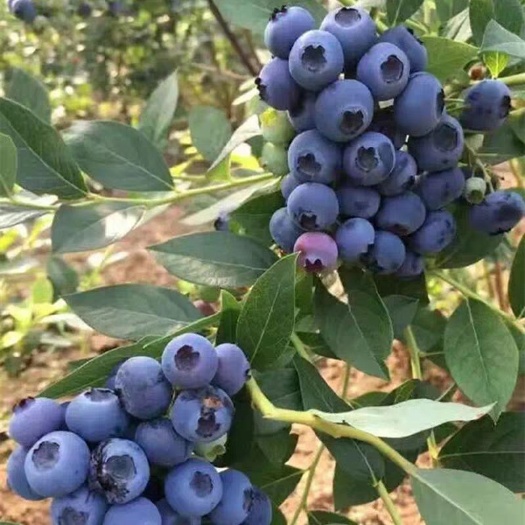 嘉祥县夏普蓝蓝莓苗 