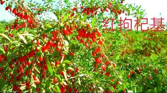 西宁红枸杞 一级 