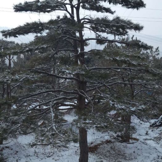 沂源县造型松树 造型黑松
