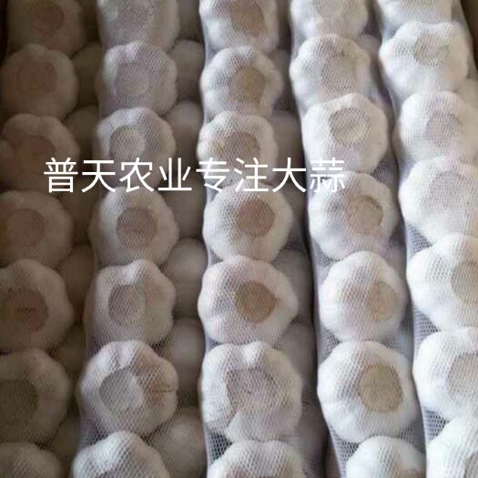 金乡县金乡大蒜 世界地理标识产品