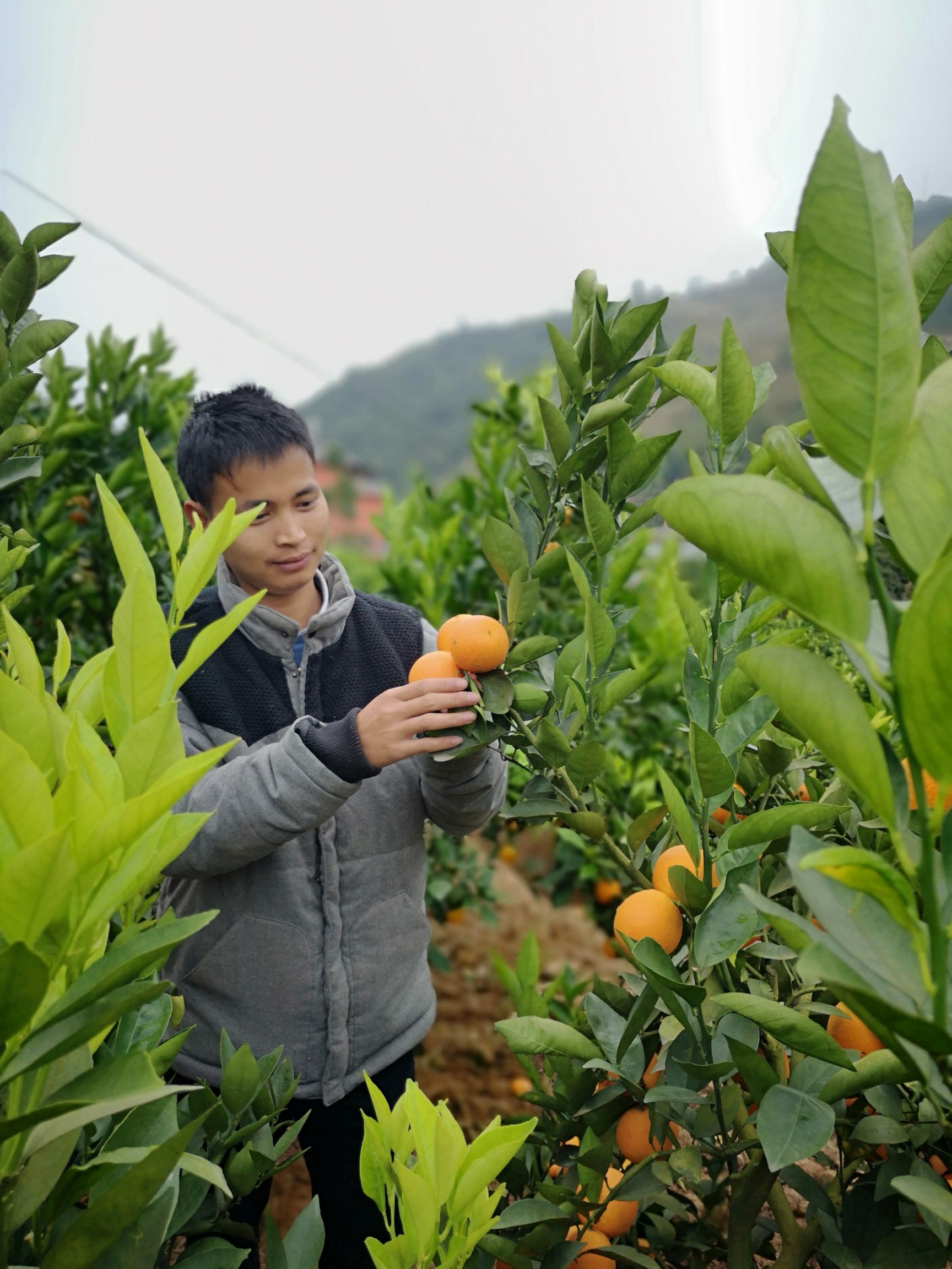 云南冰糖橙哀牢山产地5斤农户种植应季水果新鲜现摘包邮一件代发