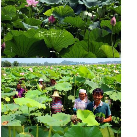南昌县莲子种子 一级 90%-95% 