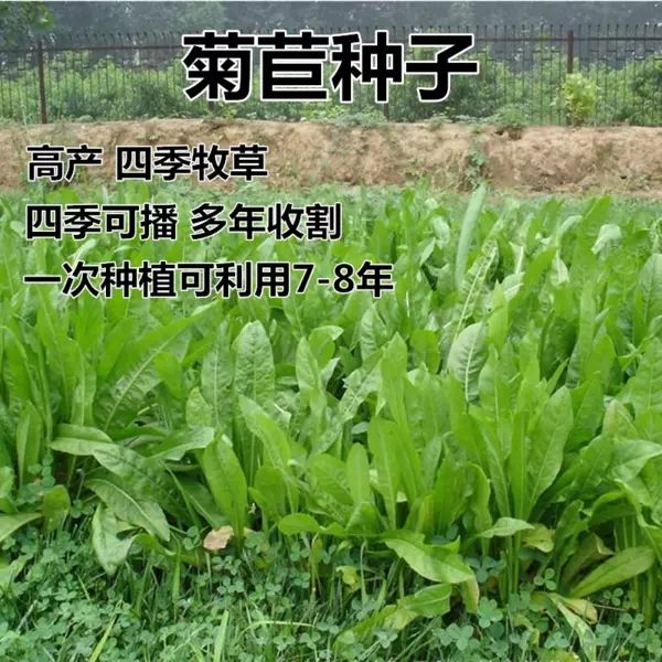 沭阳县菊苣种子  菊苣种籽肥猪菜多年生