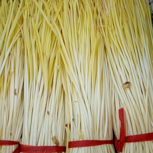 蒜黄 45 - 50cm