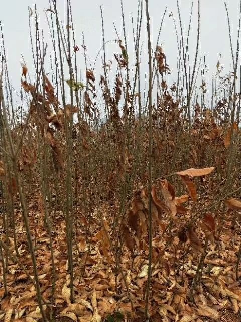 宜章县有机板栗 嫁接苗 1~1.5米 