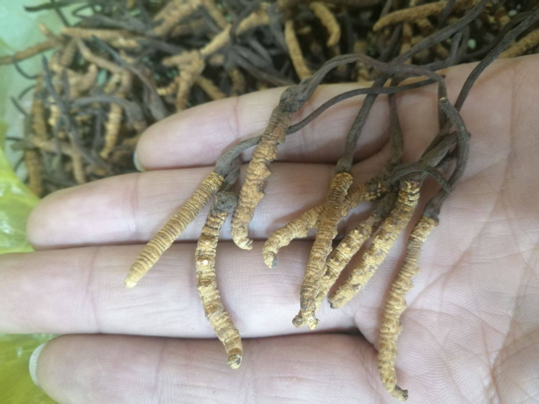 冬虫夏草 玉树精选小草  个个饱满  假一赔十  底价走量
