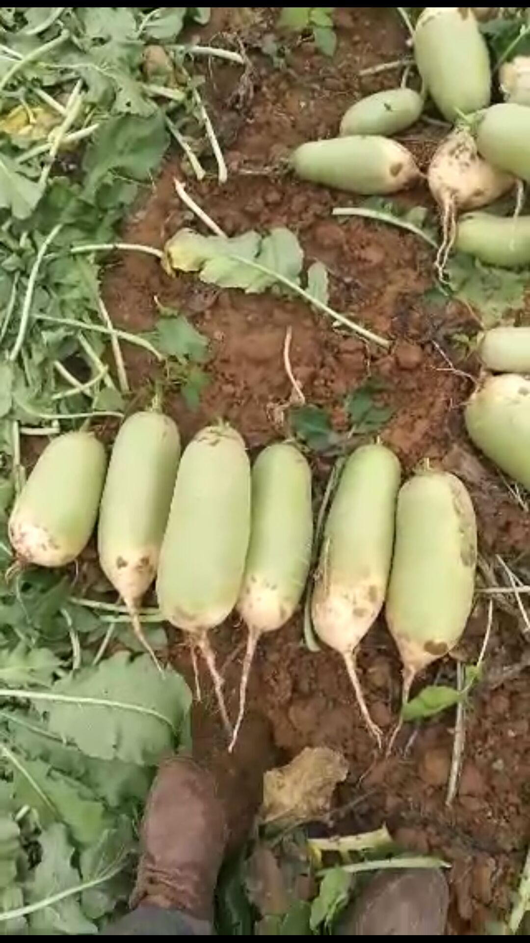 青皮绿萝卜 1.5~2斤 