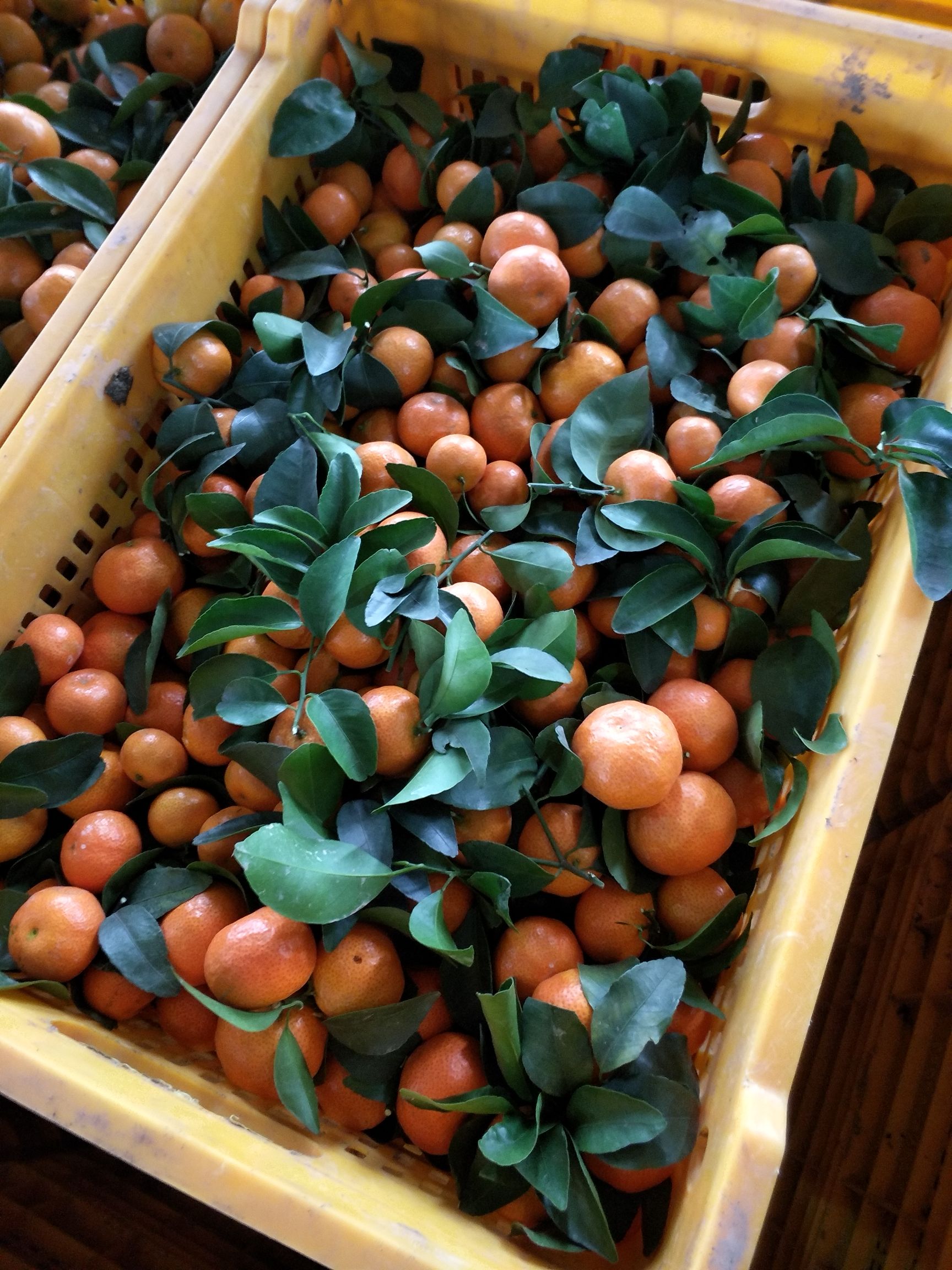 沙糖桔 4 - 4.5cm 1 - 1.5两