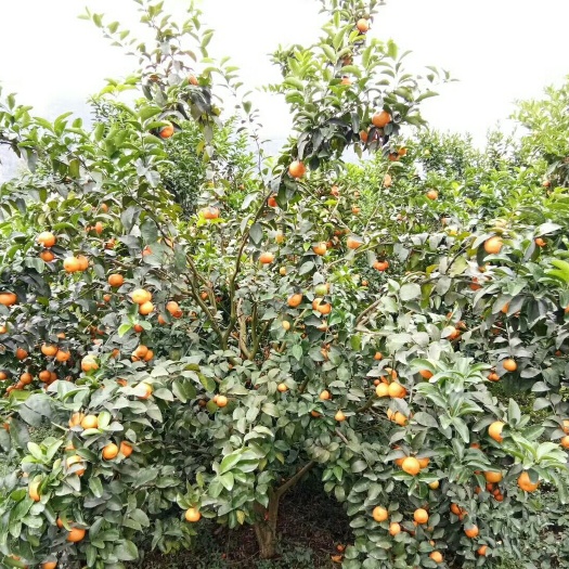 上林县沙糖桔 3.5 - 4cm 1两以下 