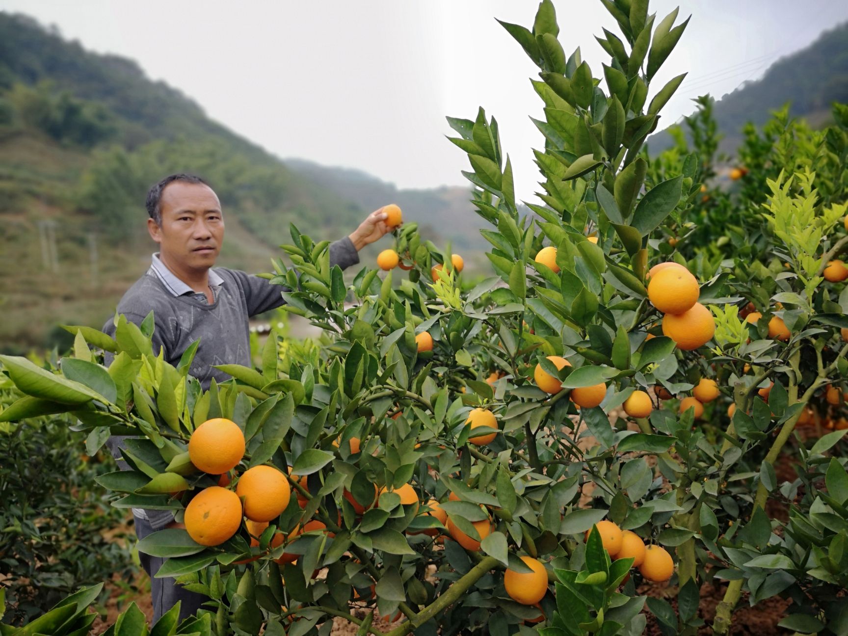 云南冰糖橙哀牢山产地5斤农户种植应季水果新鲜现摘包邮一件代发
