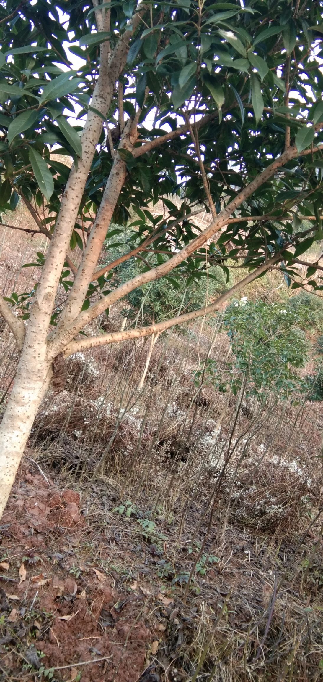 桂花树苗 