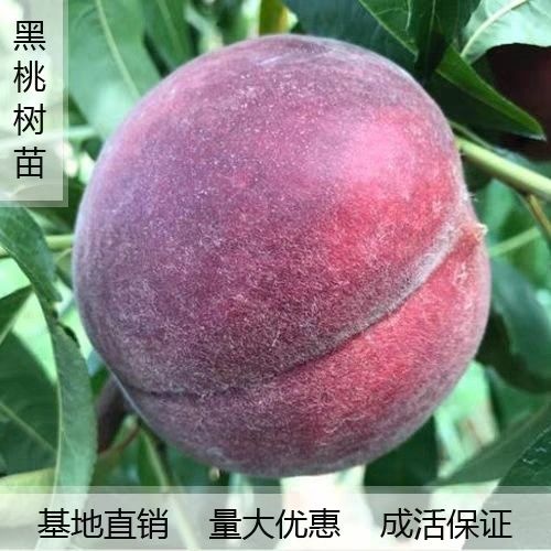 平邑县黑桃苗 1~1.5米 