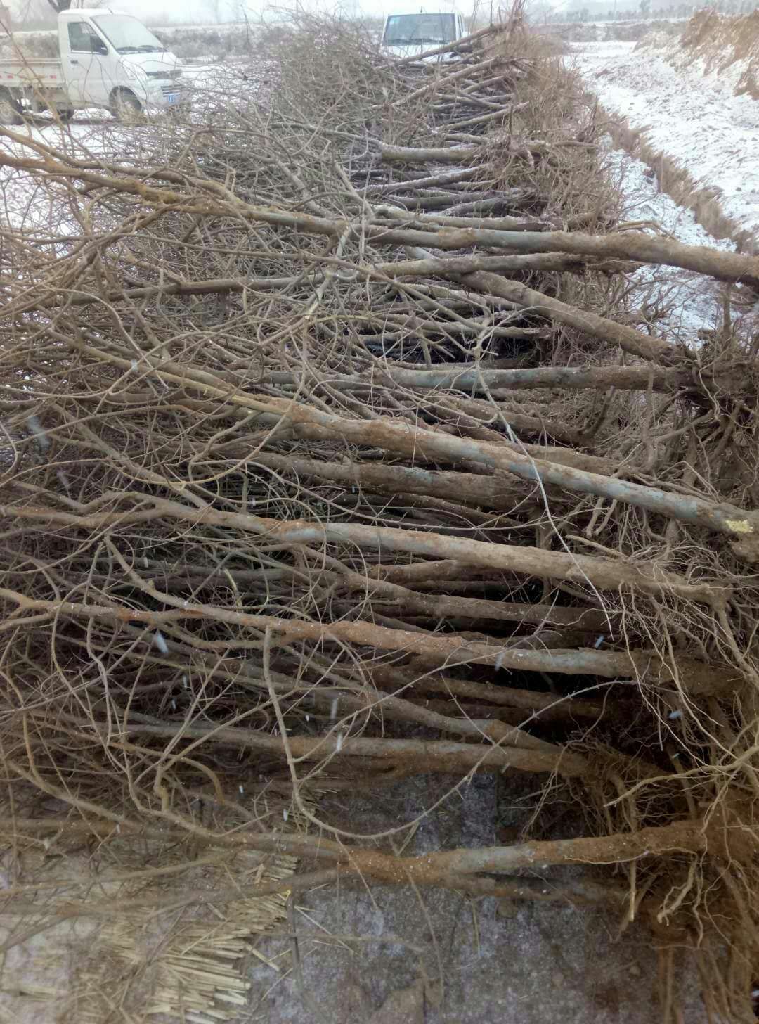 突尼斯软籽石榴树苗 