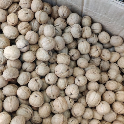 邯郸新疆185核桃 
