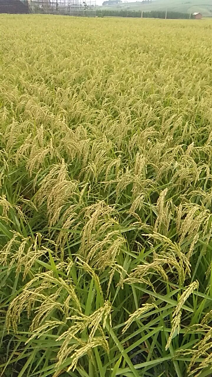  稻花香大米 一等品 一季稻 粳米 