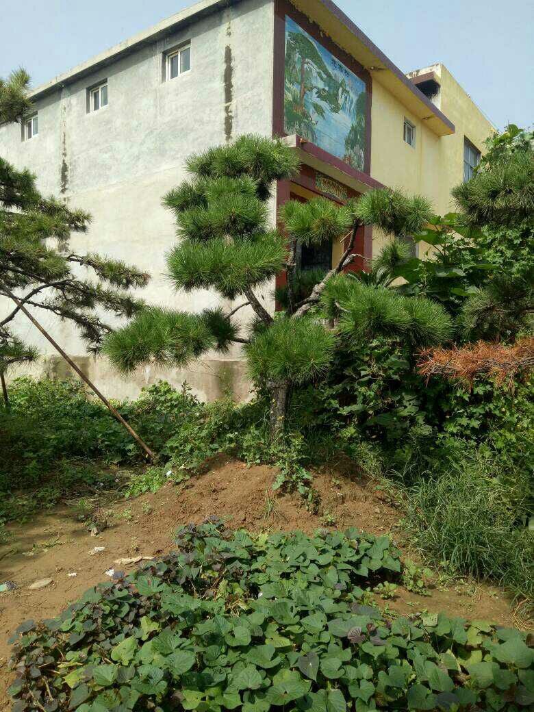 造型松树 