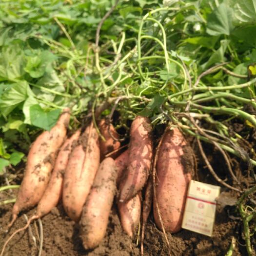 红薯苗  红薯苗20公分以上产地直供，一手货原