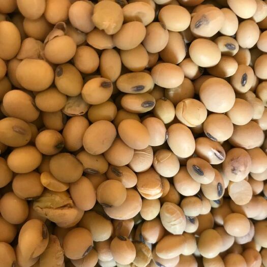 张掖齐黄34黄豆 生大豆 2等品 