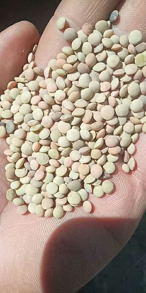古浪县小扁豆 绿色食品，