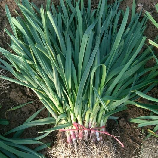 红根蒜苗 40 - 45cm