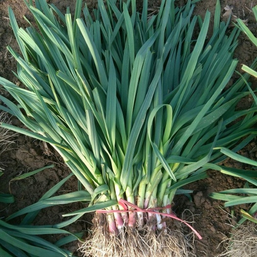 丰县红根蒜苗 40 - 45cm