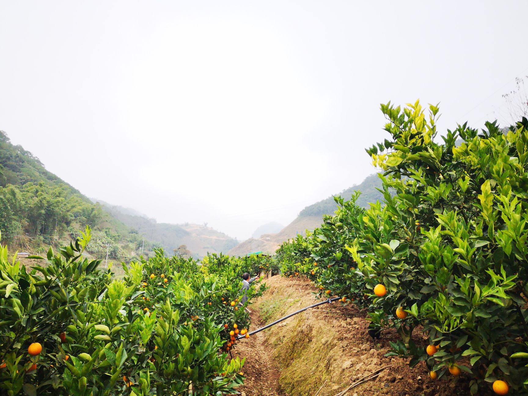 云南冰糖橙哀牢山产地5斤农户种植应季水果新鲜现摘包邮一件代发