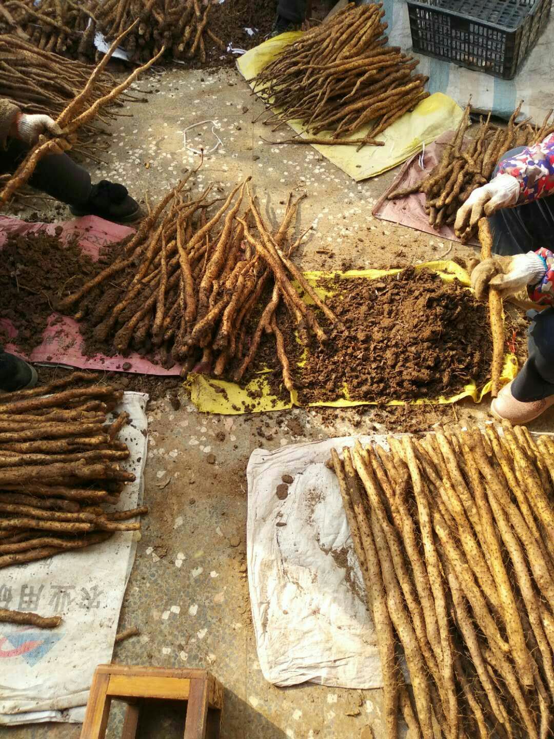 垆土铁棍山药 40~50cm 