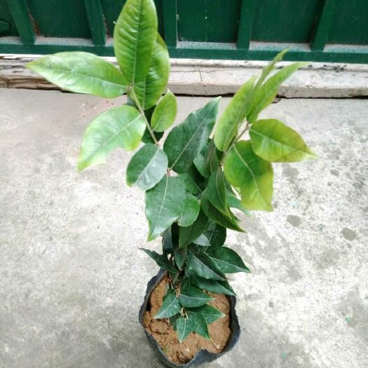 漳州树葡萄苗 