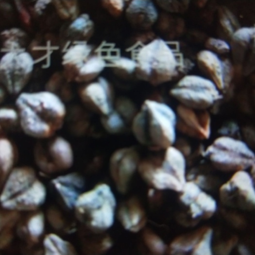 白银普通荞麦 
